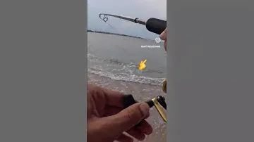 High speed jigging for Spanish mackerel #jigging #microjig