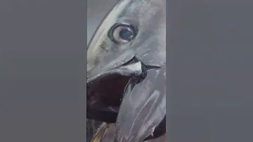 Tuna feeding on MICRO bait? We got you covered with the Hogy Tuna Grade Epoxy Jig #hogylures